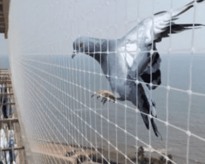 Anti Pigeon netting Services